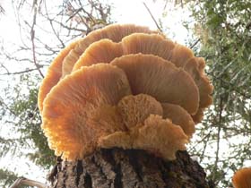 Tree_Fungus